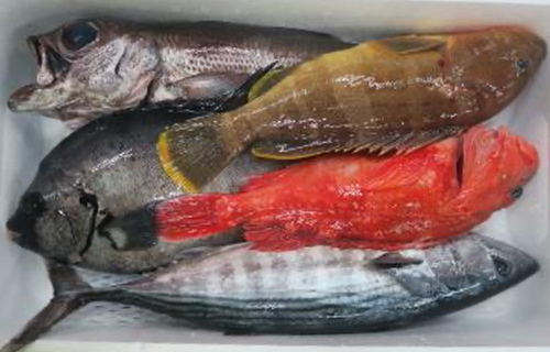 【推薦】おすすめ鮮魚セット