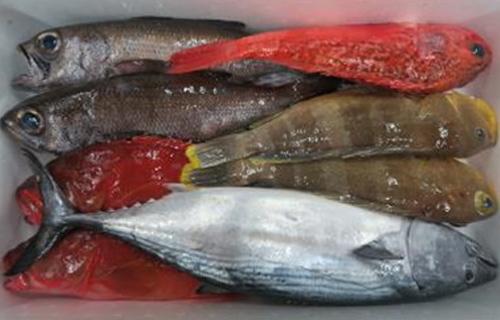 おすすめ＋高級魚セット