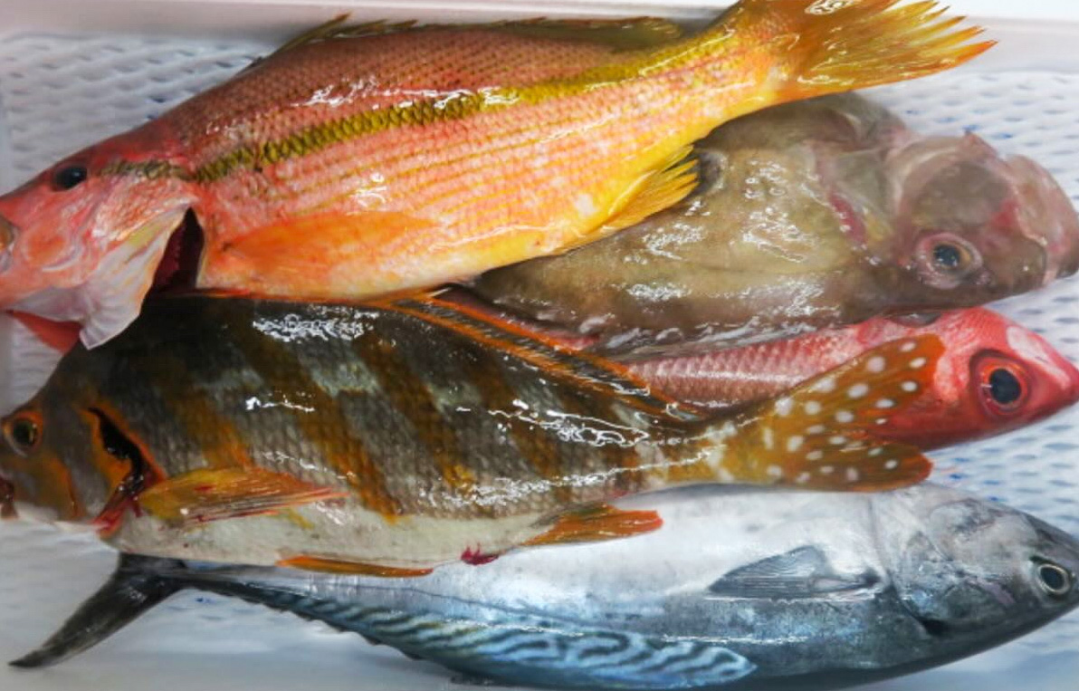 地のもの中心鮮魚セット